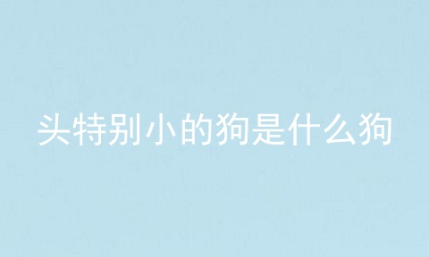 头特别小的狗是什么狗