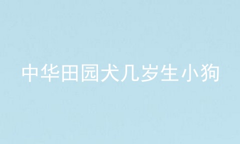 中华田园犬几岁生小狗