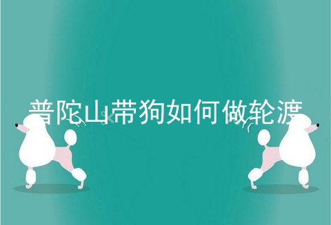 普陀山带狗如何做轮渡