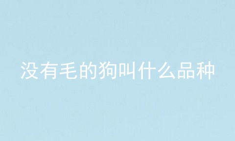 没有毛的狗叫什么品种
