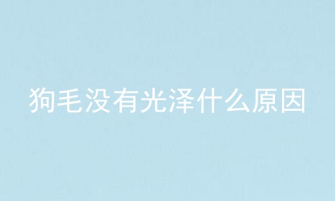 狗毛没有光泽什么原因