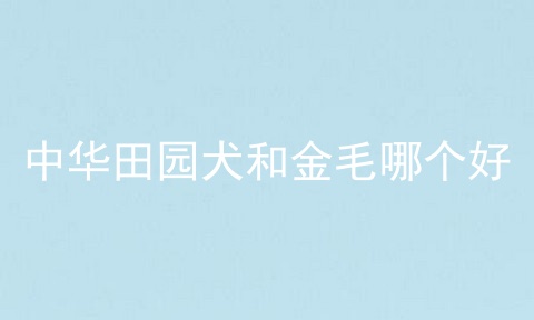 中华田园犬和金毛哪个好