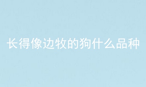 长得像边牧的狗什么品种