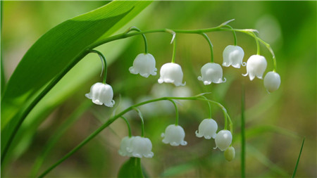 百合花什么季节种最好