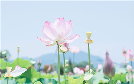 虎刺梅怎样才能多开花